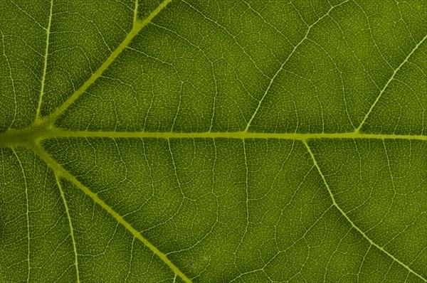 Leaf structure of a London Planetree
