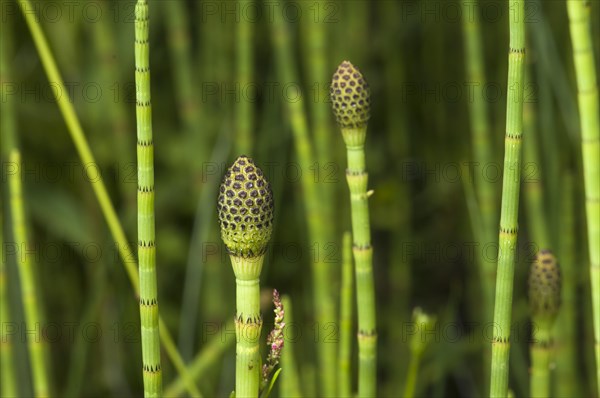 Swamp Horsetail (Equisetum fluviatile)