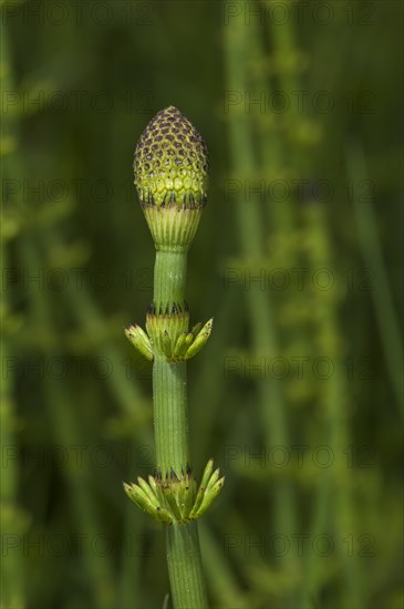 Swamp Horsetail (Equisetum fluviatile)