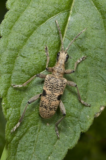 Blackspotted Pliers Support Beetle (Rhagium mordax) on a Stinging Nettle leaf (Urtica dioica)