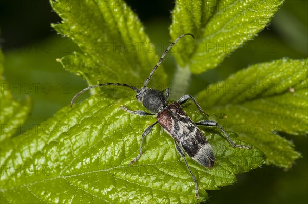 Rufous-shouldered Longhorn Beetle (Anaglyptus mysticus)