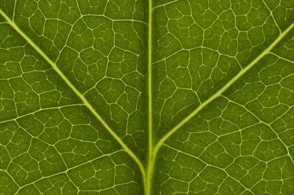 Leaf structure of the Tulip Tree (Liriodendron tulipifera)