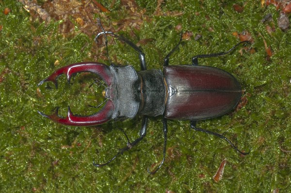 Stag Beetle (Lucanus cervus)