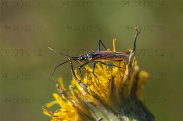 Meadow Plant Bug (Leptopterna dolabrata)