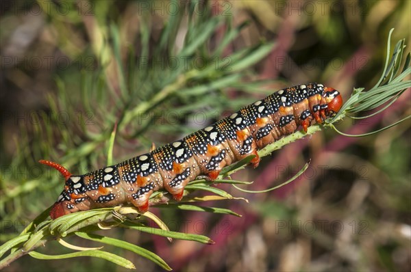 Spurge Hawk-moth (Hyles euphorbiae)