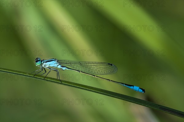 Blue-tailed Damselfly (Ischnura elegans)