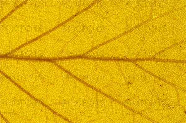 Silver Birch (Betula pendula) leaf structure in transmitted light