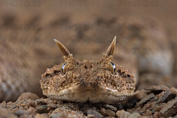 Horned viper (Cerastes cerastes)