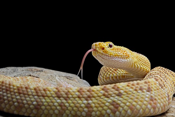 Hypomelanistic Northwestern neotropical rattlesnake (Crotalus culminatus)