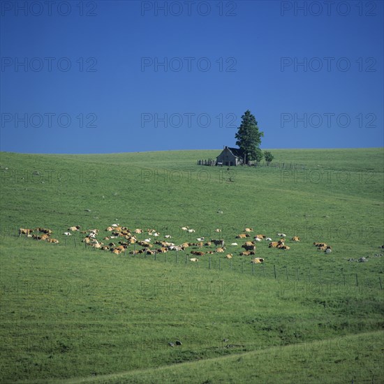 Salers cows on the plateau of Cezallier