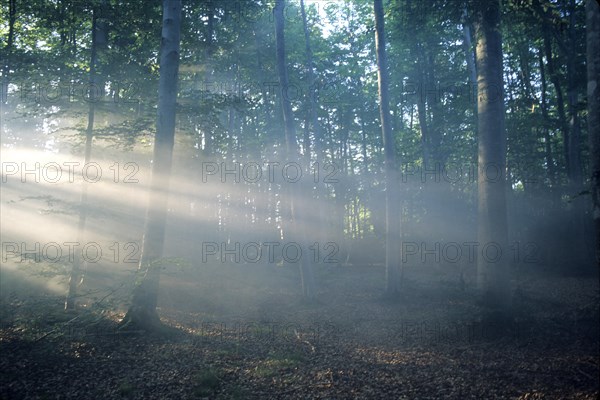 Early morning in the forest