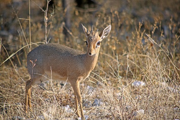 Damara Dik-dik or Kirk's Dik-dik (Madoqua kirkii)