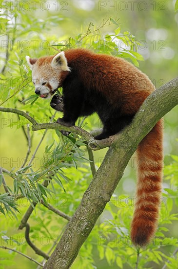 Red panda (Ailurus fulgens)