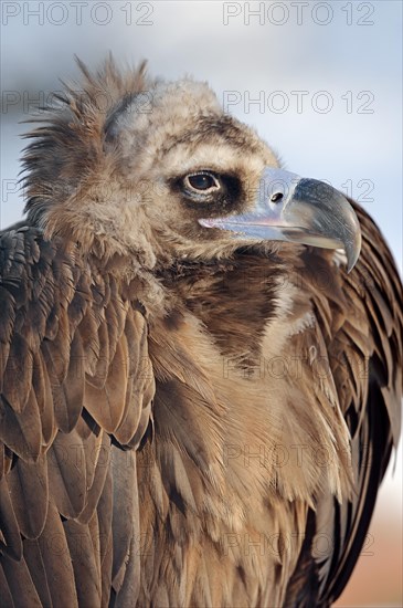 Cinereous Vulture