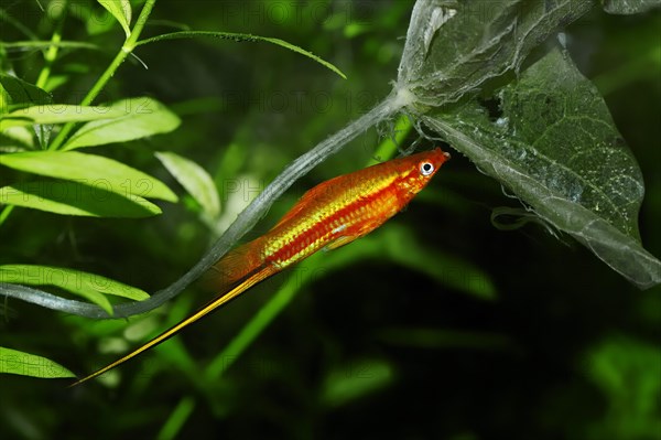 Red Swordtail (Xiphophorus helleri)