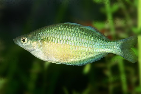 Neon Dwarf Rainbowfish (Melanotaenia praecox)