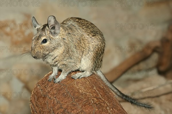 Common Degu (Octodon degus)