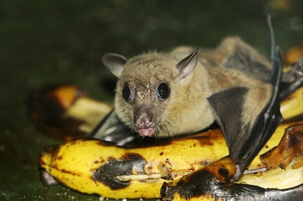 Egyptian fruit bat or Egyptian rousette (Rousettus aegyptiacus)