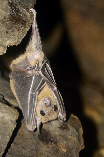 Egyptian fruit bat or Egyptian rousette (Rousettus aegyptiacus)