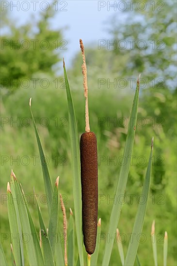 Bulrush or Broadleaf Cattail (Typha latifolia)