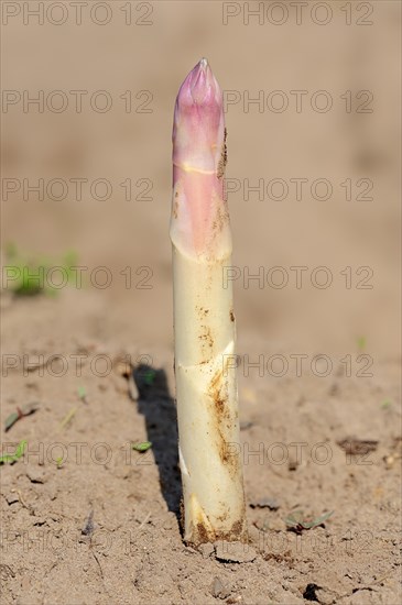 White Asparagus (Asparagus officinalis) growing on a field