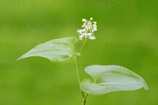 False lily of the valley or May lily (Maianthemum bifolium)