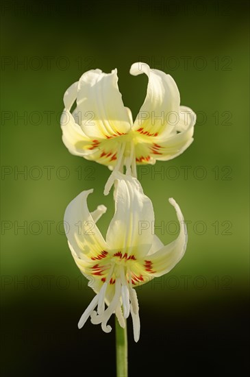 Mahogany fawn lily