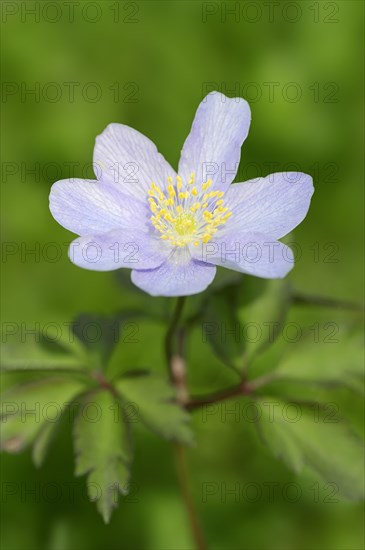 Robinsoniana wood anemone