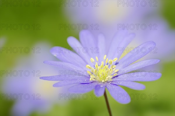 Blue Anemone or Grecian Windflower (Anemone apennina