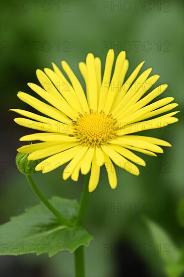 Leopard's Bane (Doronicum orientale)