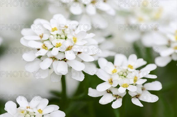 Evergreen candytuft or perennial candytuft (Iberis sempervirens)