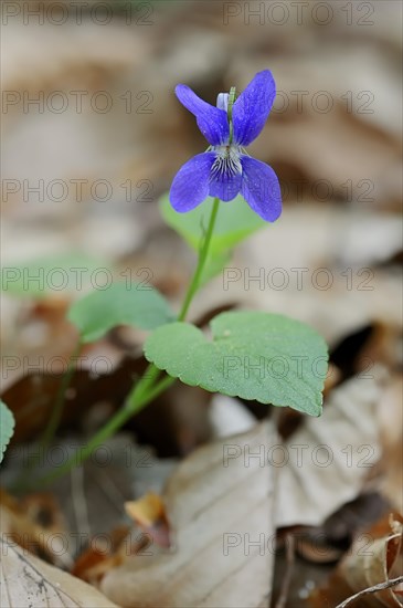 Early Dog-violet (Viola reichenbachiana)