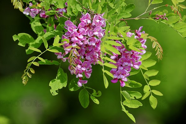 Locust tree or False Acacia (Robinia hybrid) variety Casque Rouge