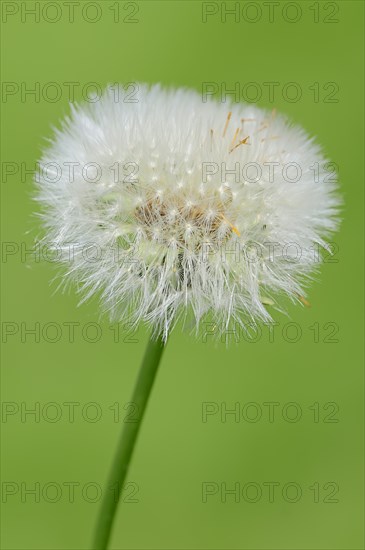 Dandelion (Taraxacum officinale)