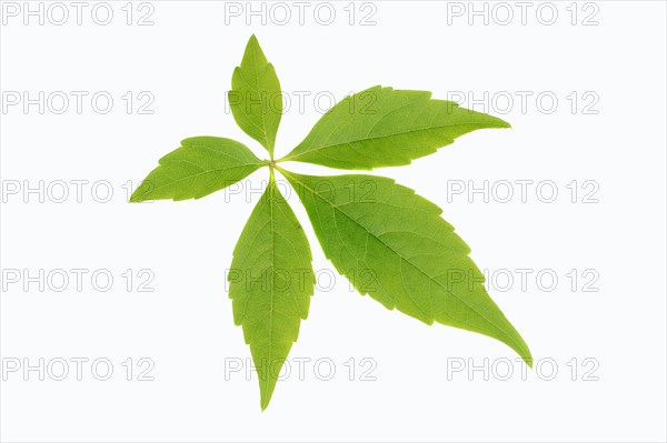 Leaf of a Virginia Creeper or Five-leaved Ivy (Parthenocissus quinquefolia)