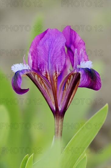 Iris species (Iris pumila)