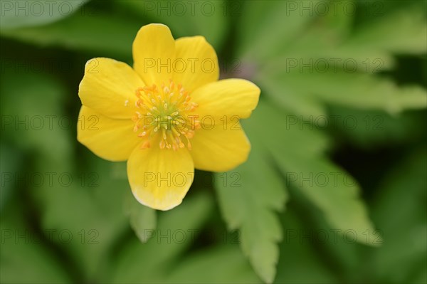 Yellow Anemone