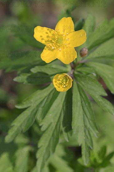 Yellow Anemone