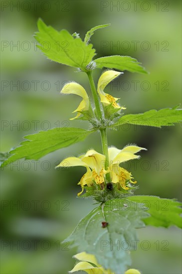 Yellow Archangel