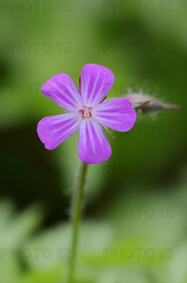 Herb Robert