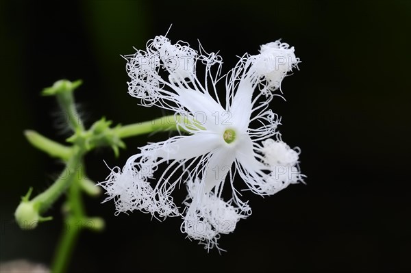 Snake gourd or serpent gourd (Trichosanthes cucumerina var anguina)