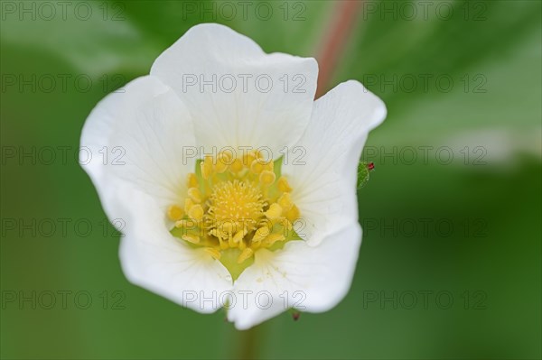 Rock Cinquefoil (Potentilla rupestris)