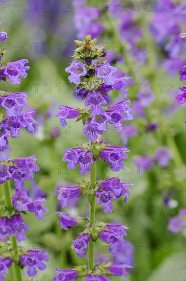 Dragonmouth or Pyrenean Dead-nettle (Horminum pyrenaicum)
