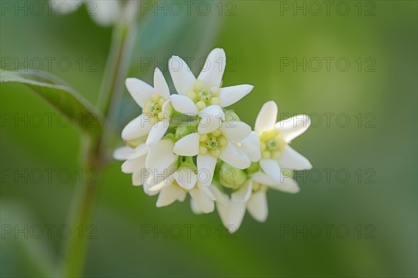 White Swallowwort (Vincetoxicum hirundinaria