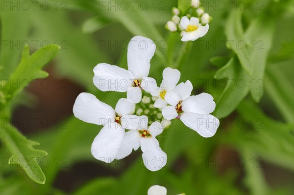 Bitter Candytuft or Rocket Candytuft (Iberis amara)