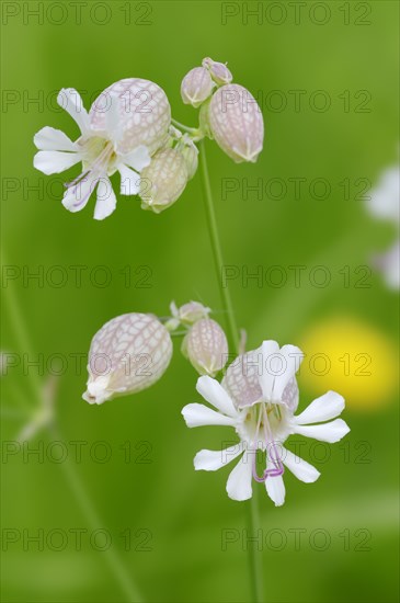 Bladder Campion (Silene vulgaris)