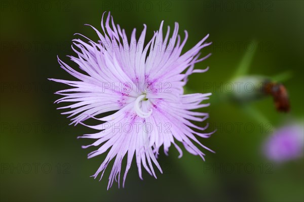 Fringed Pink