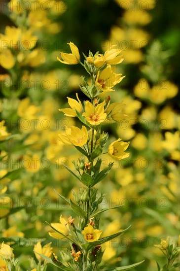 Spotted Loosestrife (Lysimachia punctata)