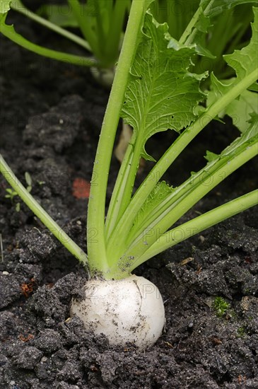 May Turnip or Navette (Brassica rapa ssp. rapa var. majalis)