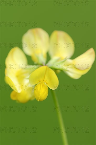 Bird's-foot Trefoil or Birdfoot Deervetch (Lotus corniculatus)